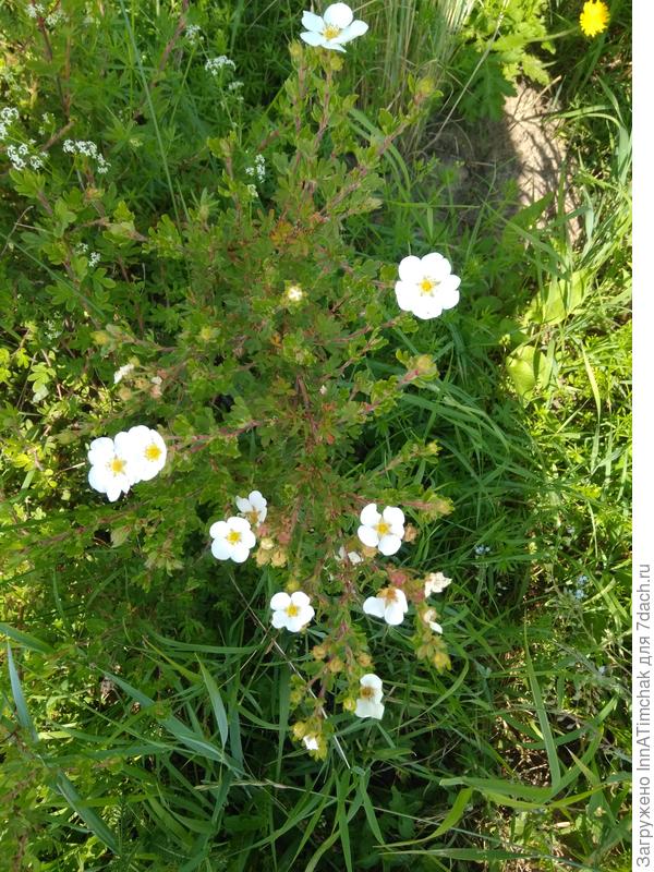 Белая, Абботсвуд