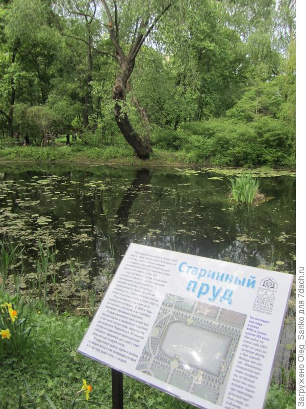 Вот - старый пруд, "там лилии цветут"