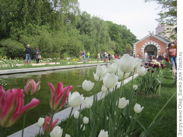 На свежем воздухе 95% цветов - были тюльпанами. Завтра ожидаем похолодания