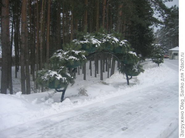 Цветочная арка - вид в декабре