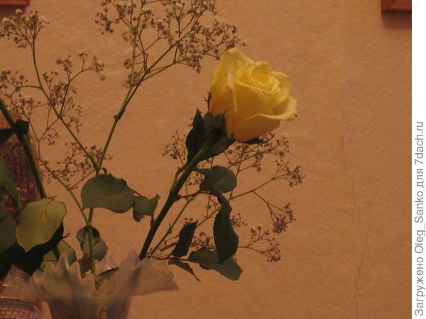 Свежая роза