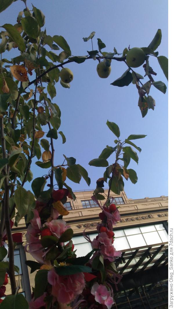 Яблоня - живая!!!