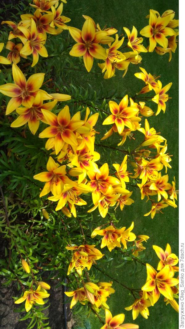 С ДНЕМ РОЖДЕНИЯ!!!!!