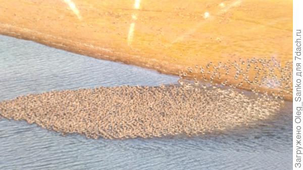 Вы видали таких пернатых?