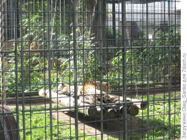 Эти качели качались в момент фотосъемки