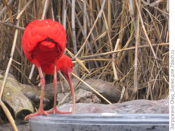Наверное, ему холодно. Дело было в начале февраля