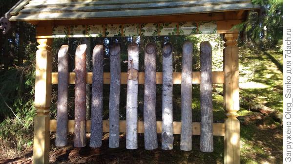 Сорта древесины