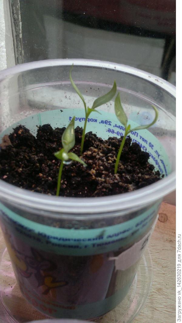 что с растюхами