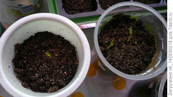 перец из семечек съеденного магазинного