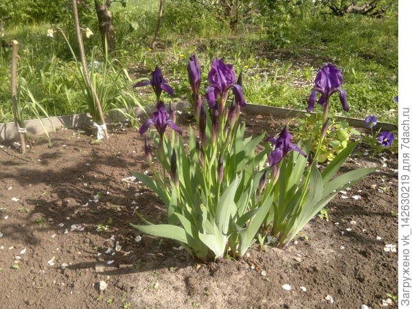 Ирисы