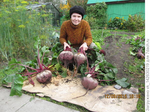 урожай свёклы 2015