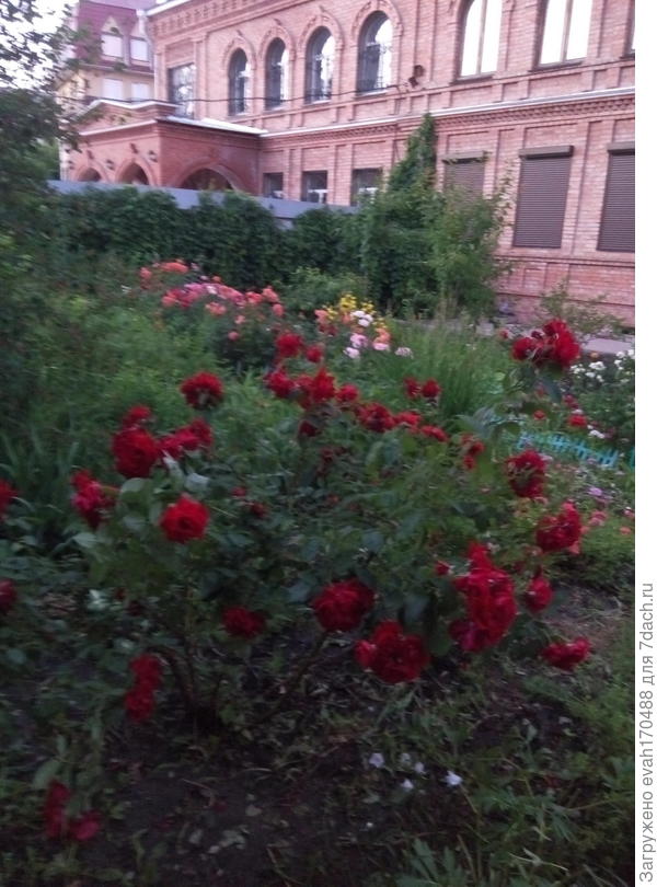 это наш дом на двух соседей