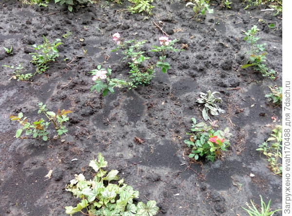 розы из коробок-2016