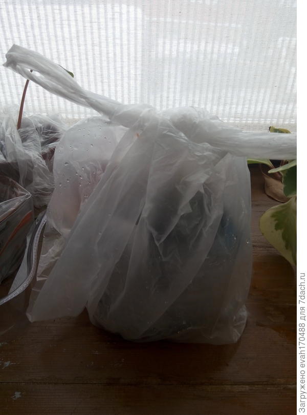 улитка с баклажанами в пакете слегка завязанном, чтобы было тепло и влажно, но и воздух чтобы циркулировал(а то будет плесневеть)