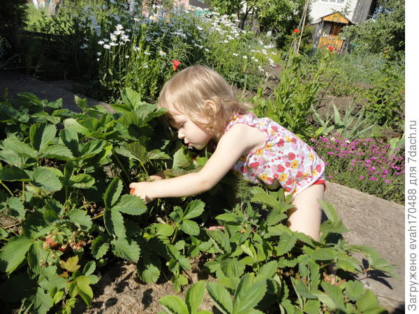 Наша дача - первый год