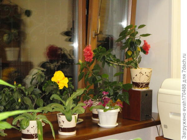 Это цветы на работе в 2014 году.