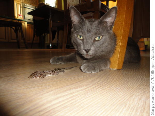 Зацени! Не мышь, конечно, но все же....