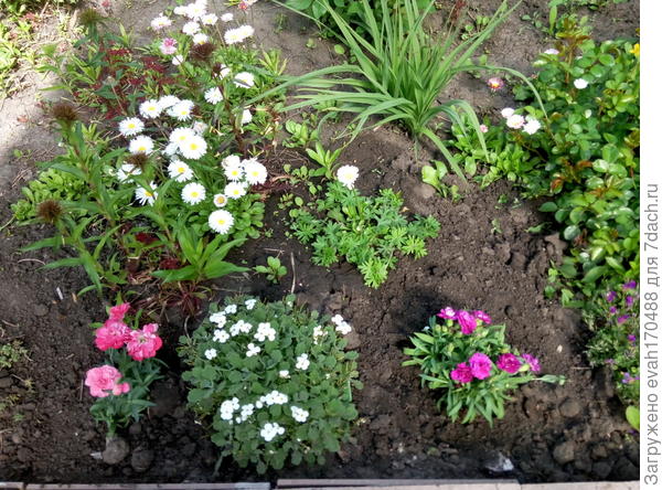 арабис между гвоздичками (только начинает увести)