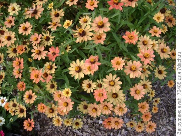 гибрид циннии узколистной и изящной &laquo;Профьюжн&raquo;