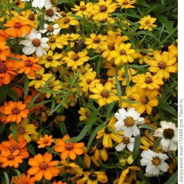 Теперь в инете узнала про другие сортосмеси.