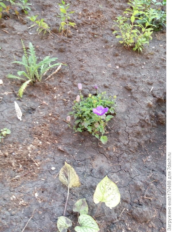 Колокольчик Портеншлага, посаженный в 2015г