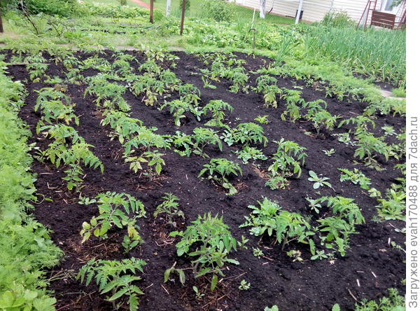 мои многострадальные томаты