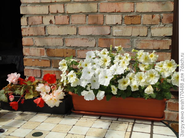 бегония и петуния