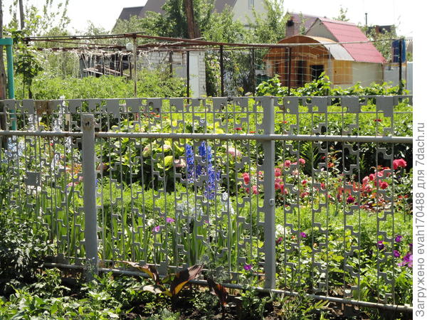 за забором соседские помидоры