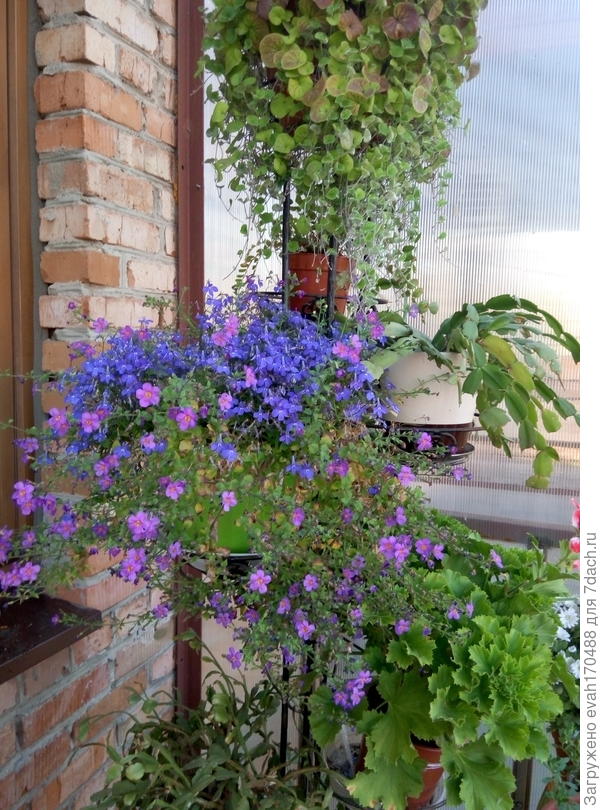 бакопа с лобелией