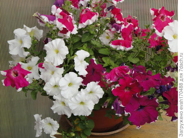 петуния