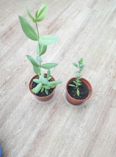 мои горемычные эустомы с прошлого года