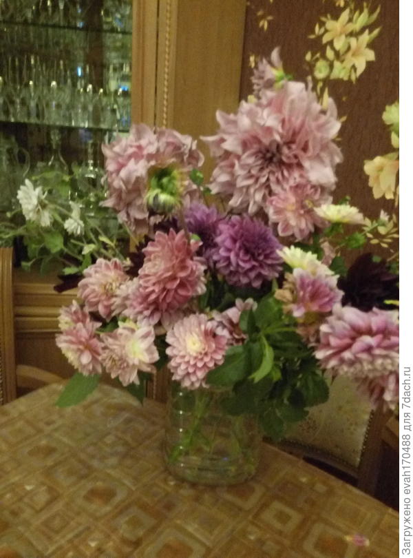 Телефон, к сожалению, не передал лавандовый цвет самого крупного георгина