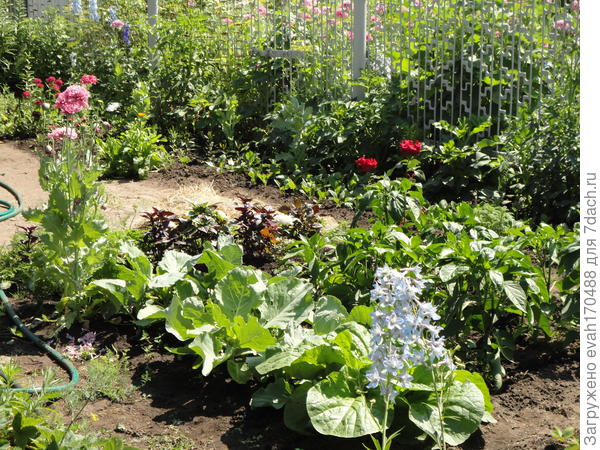 Слева - первый розовый &amp;quot;пришелец&amp;quot;