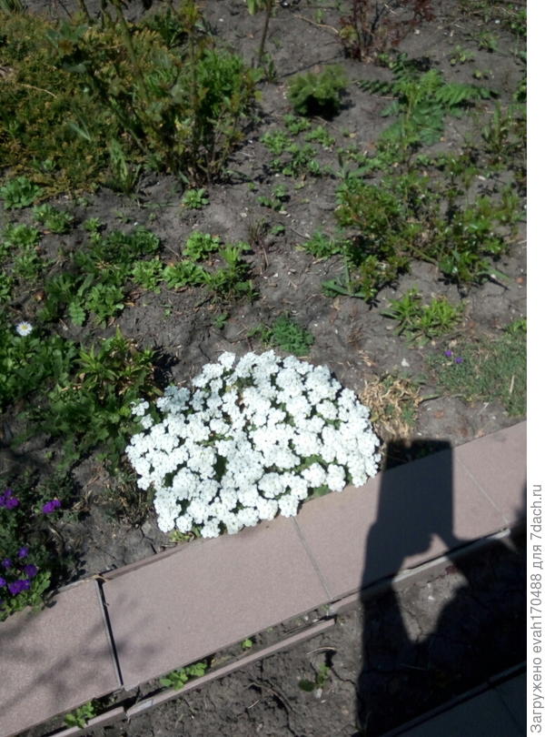 Мой многолетний иберис (на 2-ой год)