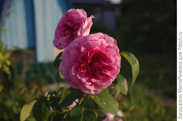 Роза Дэвида Остина Wenlock, пострадавшая в неравной борьбе с подвоем (мало цветков, маленького диаметра - обычно цветов на кисти около 5, а их размер в два раза больше).