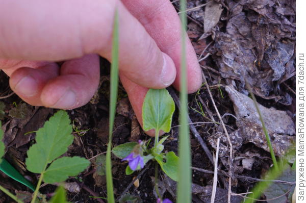 Неизвестная фиалка