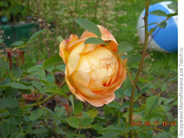 Lady of Shalott