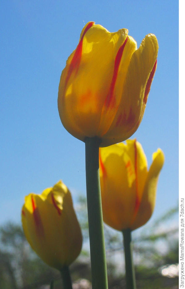 С днём рождения!
Гип-гип-ура!