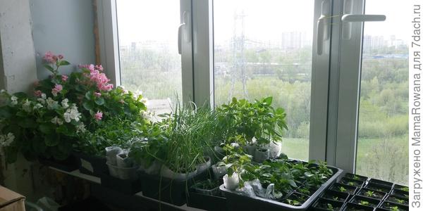 Просто обычный весенний подоконник лоджии