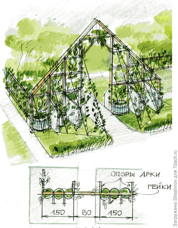 арка-пергола