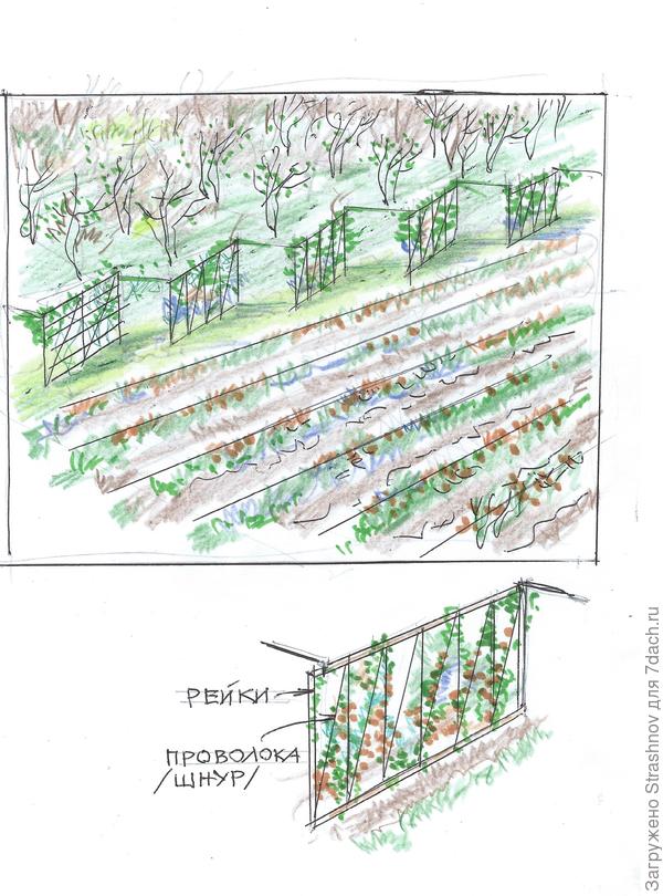 граница между садом и огородом