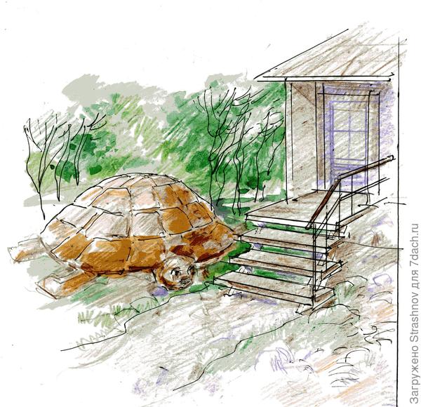 черепаха приползла...