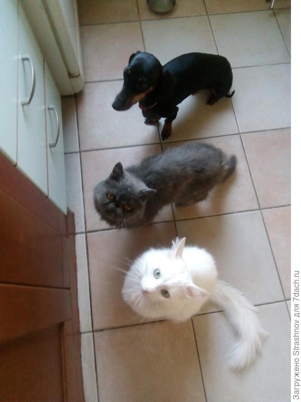 Гармония цвета в природе! Но вопрос всегда один: &amp;quot; А еда будет?&amp;quot; Серому экзоту уже двадцать лет!!!