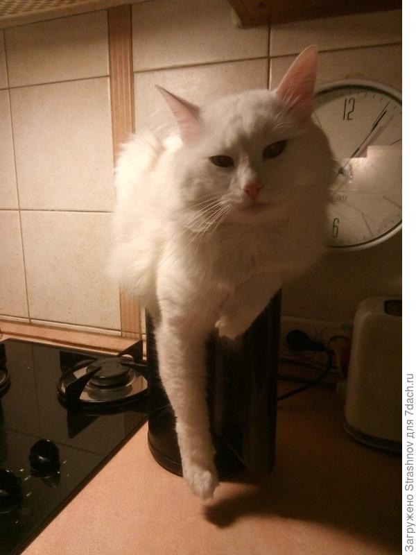 А я живу на горячем чайнике!!!