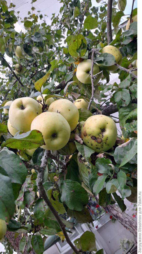 Покрываются чёрными точками. Это антоновка