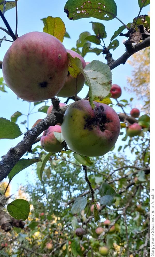 Чернеют на дереве