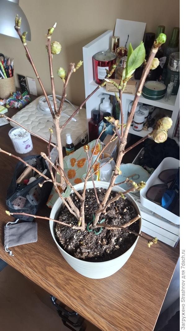 Все листья опали, но новые ростки пояаились