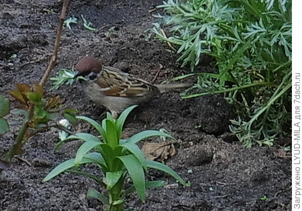 Воробей с веточкой полыни.
