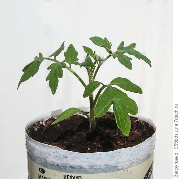 Рассада томатов.