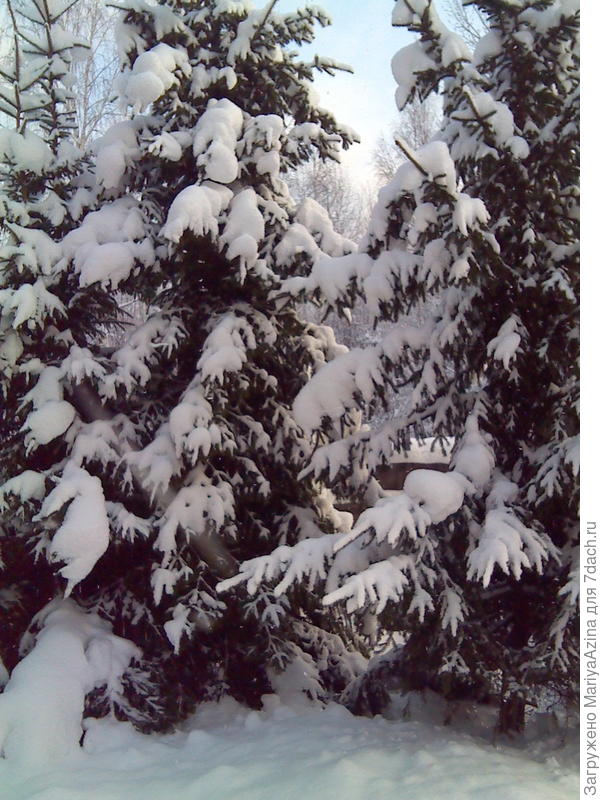наши елки перед домом